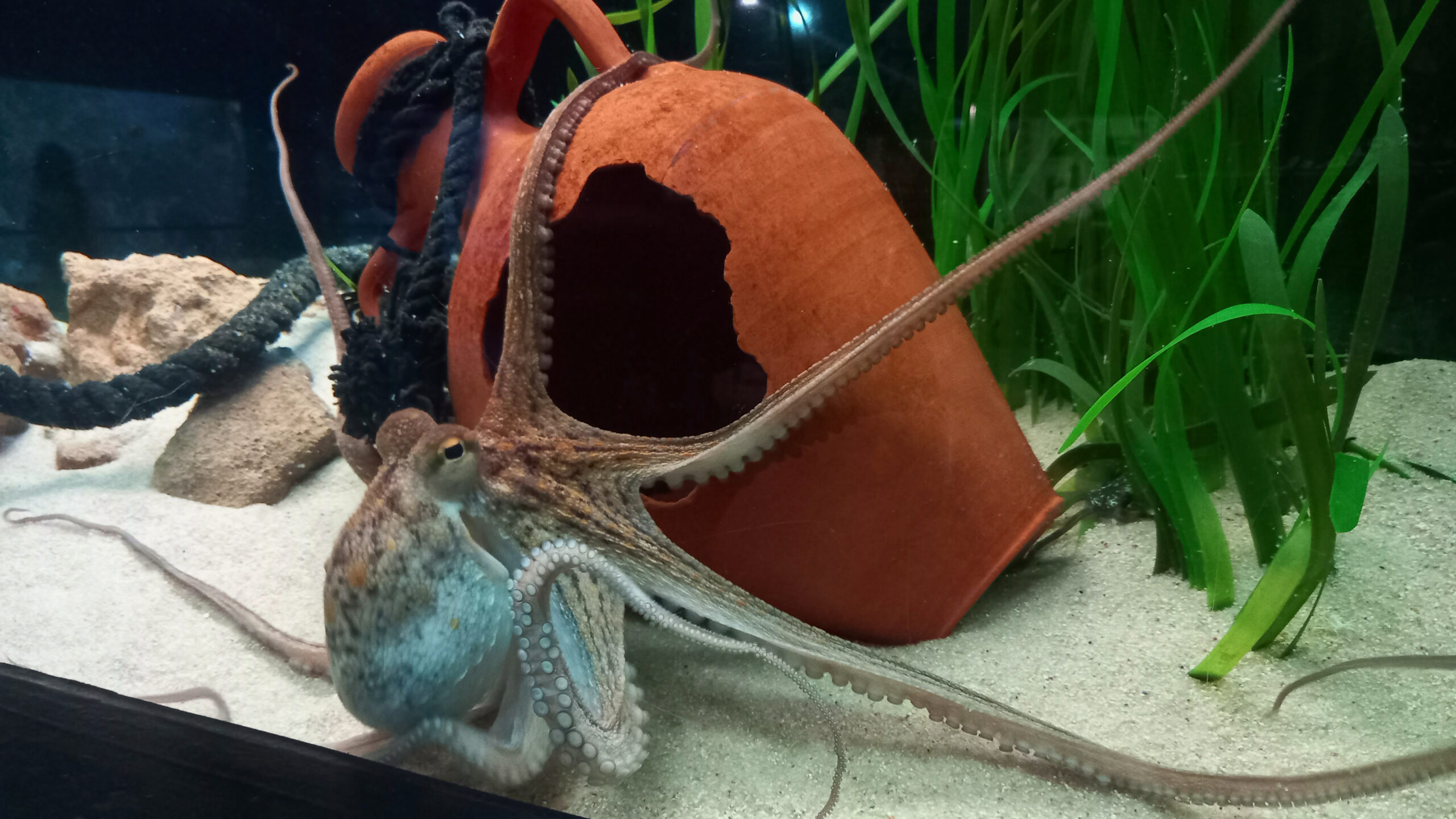 El Acuario de Roquetas de Mar te sumergirá en Mar Mediterráneo