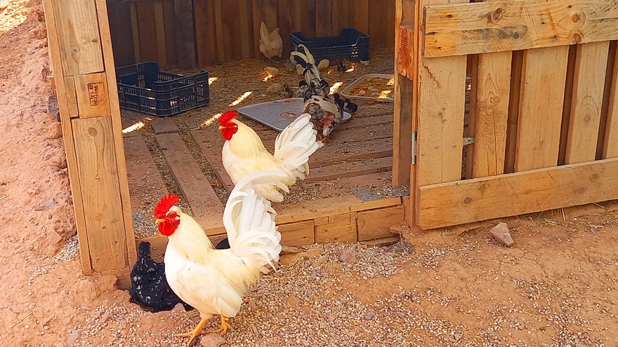 Corral de gallinas